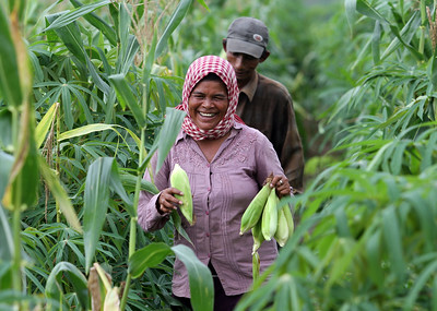 Farmers holding corn and walking in field, food systems