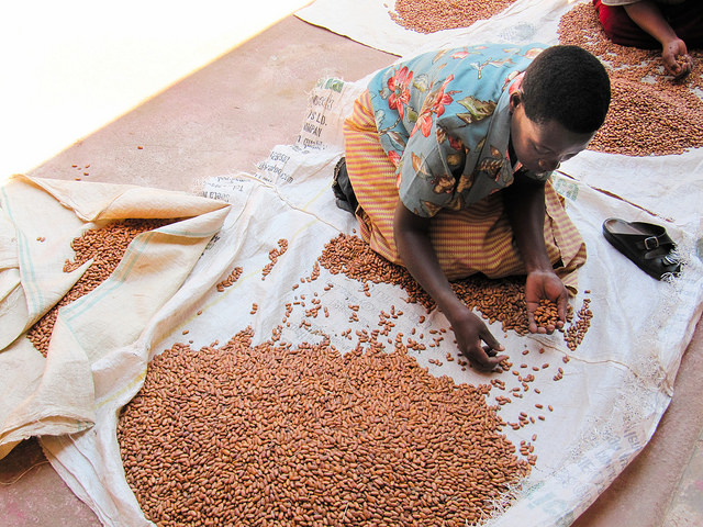 Sorting iron-rich beans in Rwanda. Credit: Mel Oluoch/HarvestPlus