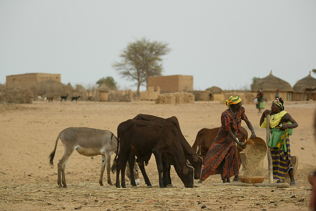 Livestock in developing countries account for up to 80% of agricultural GDP (Photo: ILRI/Stevie Mann).