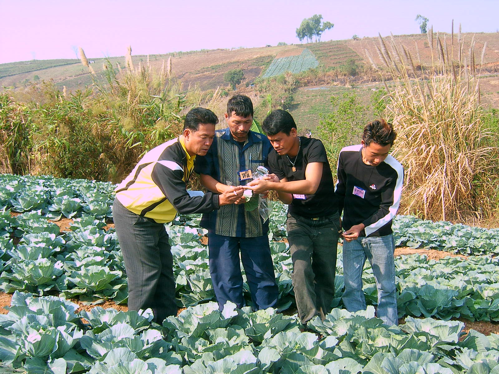 Farmers learn from each other at a field school in Thailand. Credit: Agricultural Extension in South Asia AESA