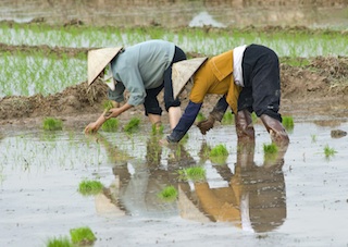 Asia-rice planting-