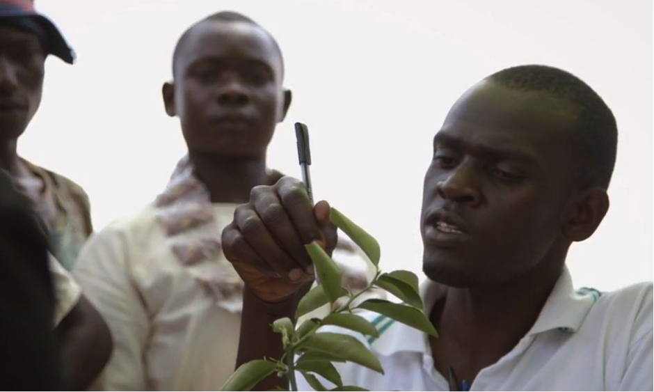 The CABI-led Plantwise programme provides answers to a devastating problem facing smallholders today: plant pests.