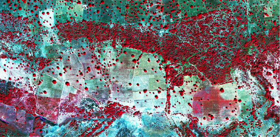 False colour, high-resolution imagery over smallholder fields in Mali. Imagery from DigitalGlobe.