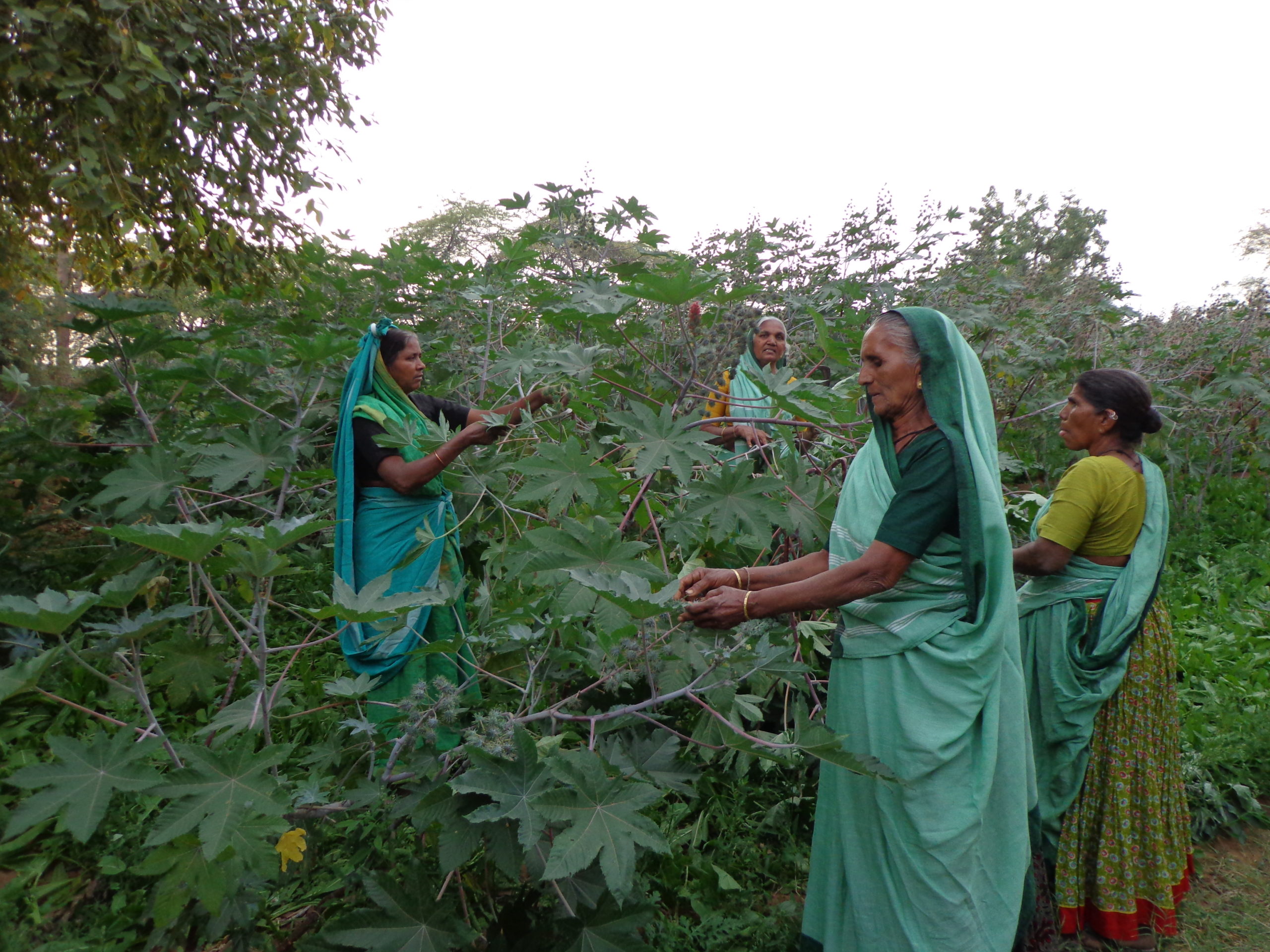 Women farmers tending crops
