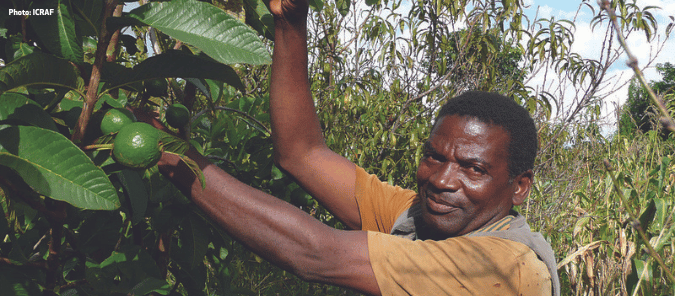 Farmer picking fruit from a fruit tree