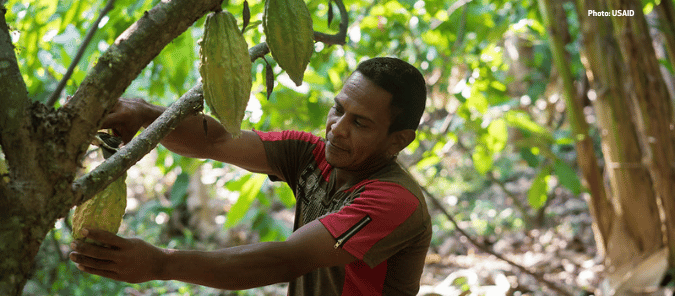 Farmer cutting cocoa beans off a tree, Honduras and Latin America