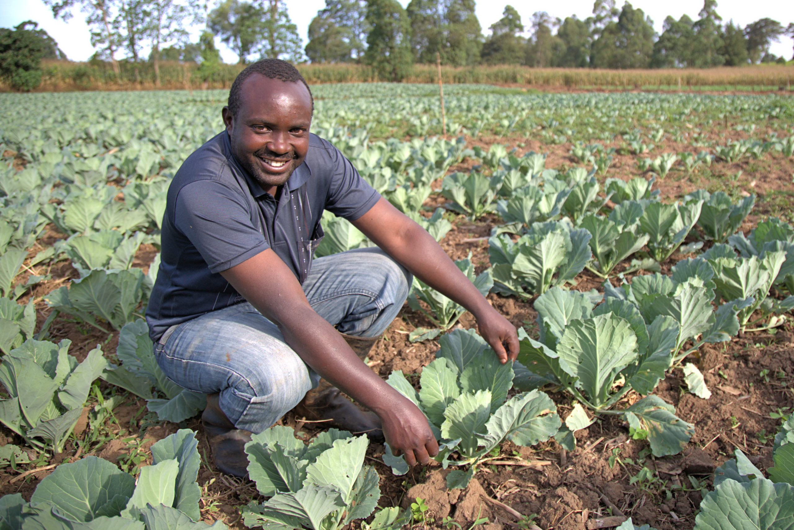 Joseph with his cabbages in Kitale, Kenya (Farm Africa/Tara Carey)
