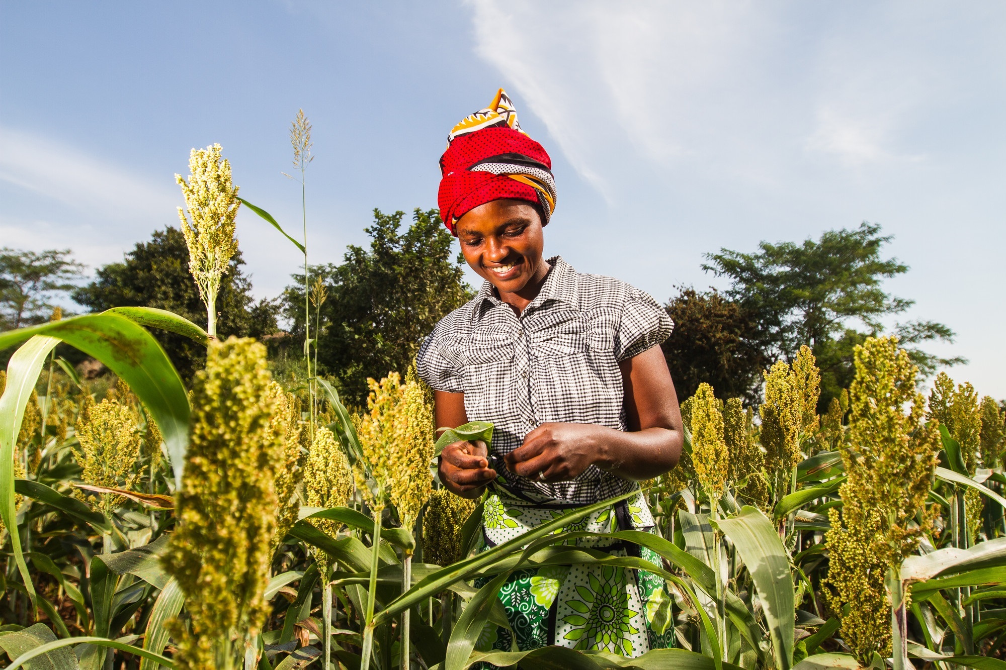 Agneta Mbithe, 25, of Kyakya Youth Group Kitui, Kenya tends to Sorghum crops. (Farm Africa/Mwangi Kirubi)