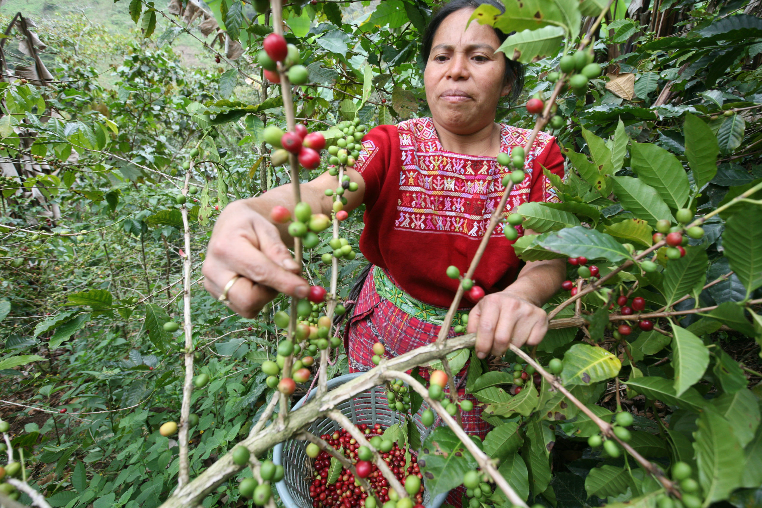 A woman picks coffee on a farm associated with the Maya Ixil coop, a Fairtrade-certified coffee cooperative in Guatemala. Maya Ixil has been a Root Capital client since 2005. Photo by Sean Hawkey.