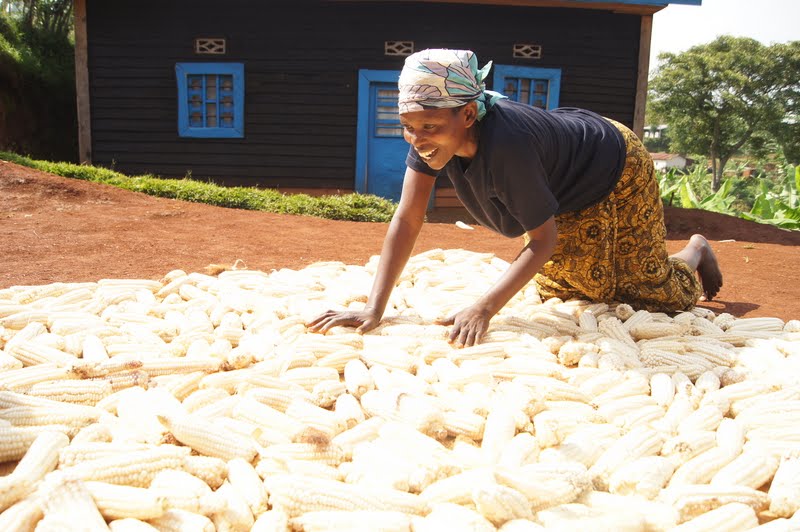 Philomene Nyirahirwa, a Rwandan farmer, dries maize in preparation for storage.