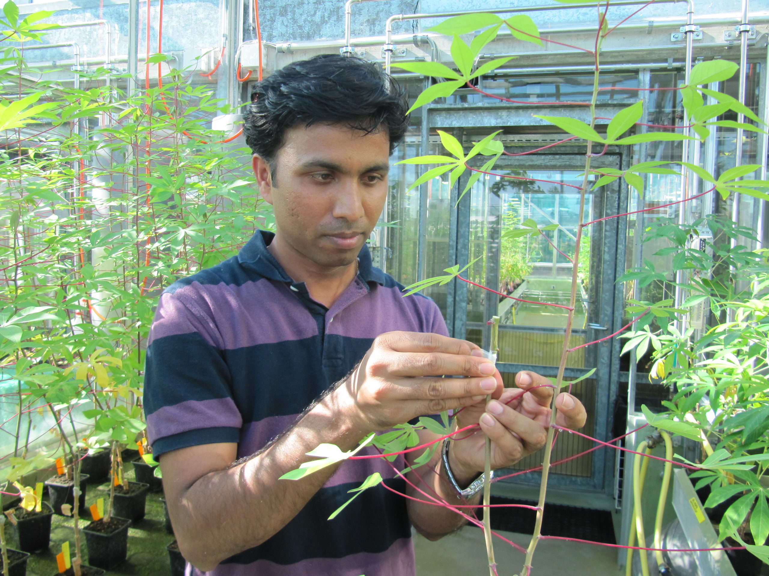 Assessment of natural virus resistance in cassava breeding lines (Ravi Bodampalli, PhD student)