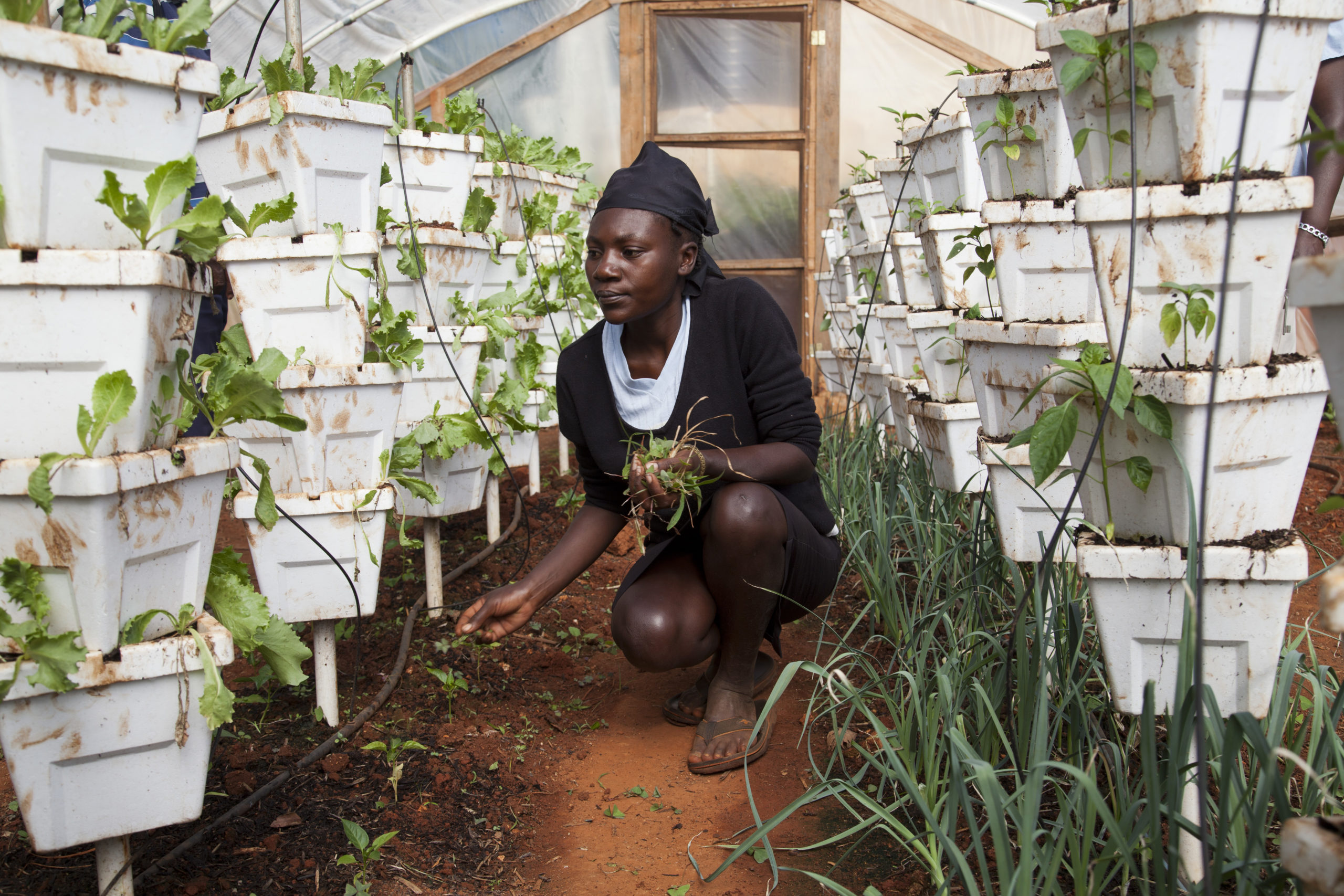 Women work inside a WINNER greenhouse where they are growing lettuce and peppers.