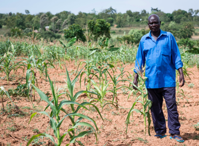 Moses Odoli stands among his drought-affected maize crops in Western Kenya. Image credit: One Acre Fund