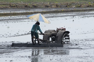 Farmer levelling a rice field in Thailand.