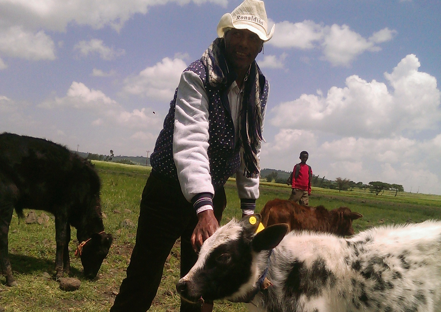 Mengistu Alemu helps to deliver an artificial insemination program 