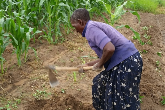 Without access to productive inputs, a woman will spend more time planting, weeding and harvesting to increase her output. (Ann Steensland/GHI) 