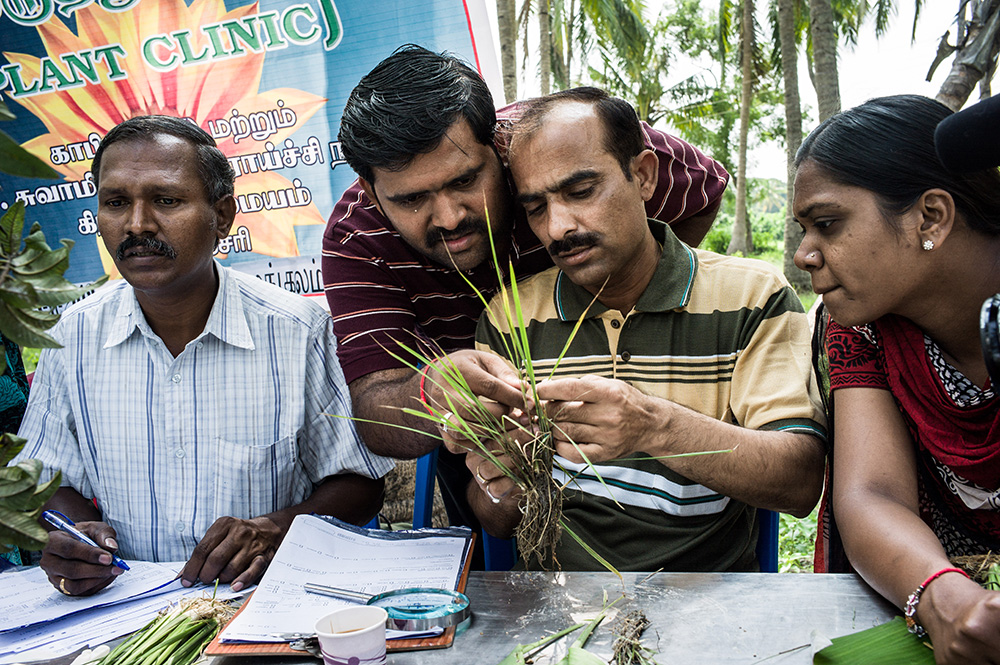 Group of agriculture researchers examining plant