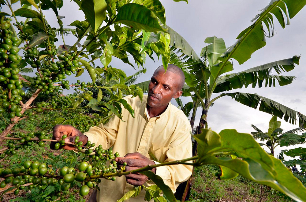 Farmer checking coffee plant