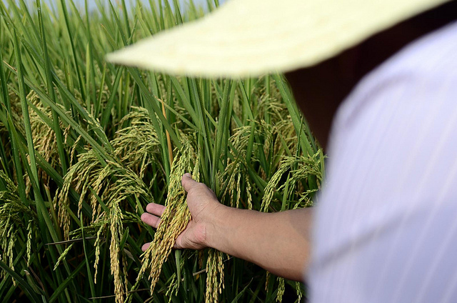 Farmer touching rice crop