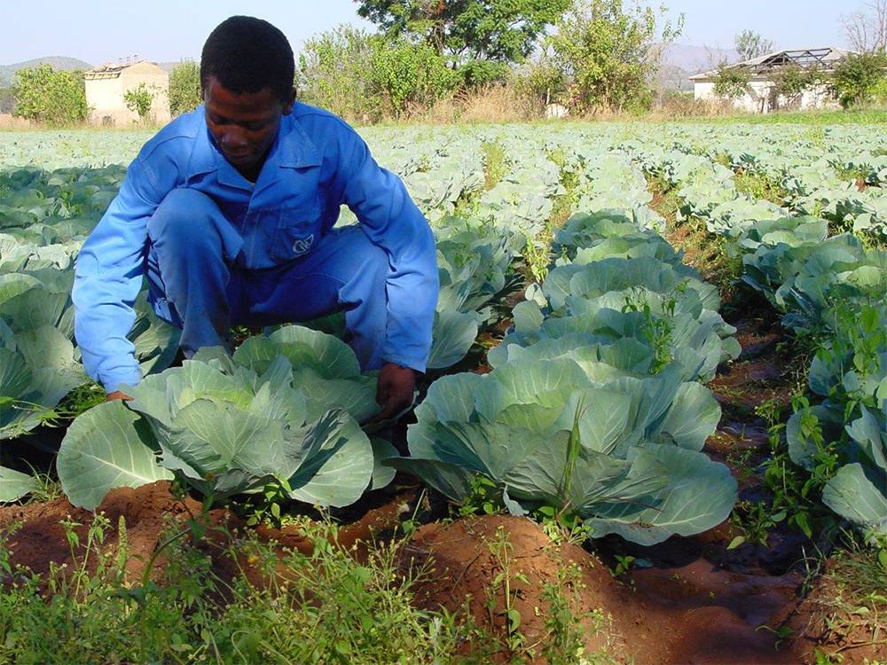 Farmer picking cabbage