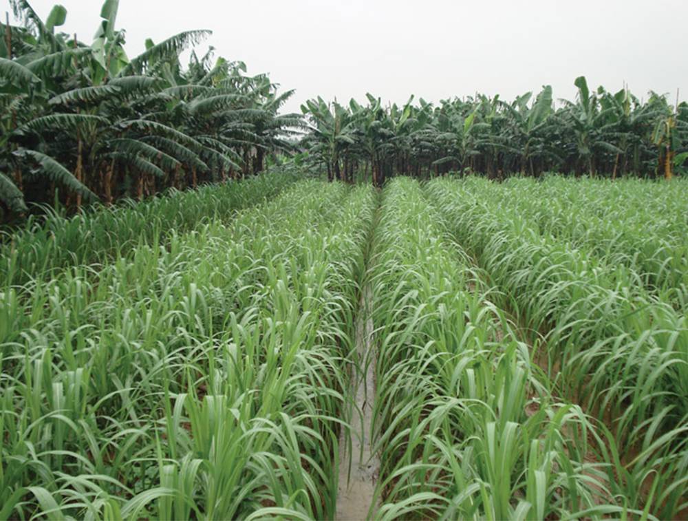 Field of plants with trees in the background