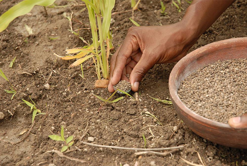 Hands placing seeds in the ground