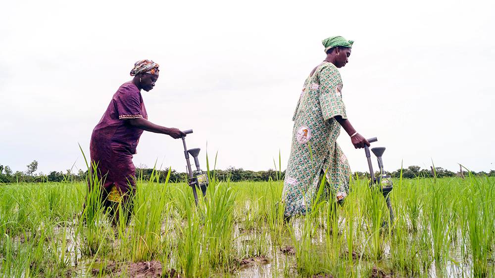 Farmers working a field