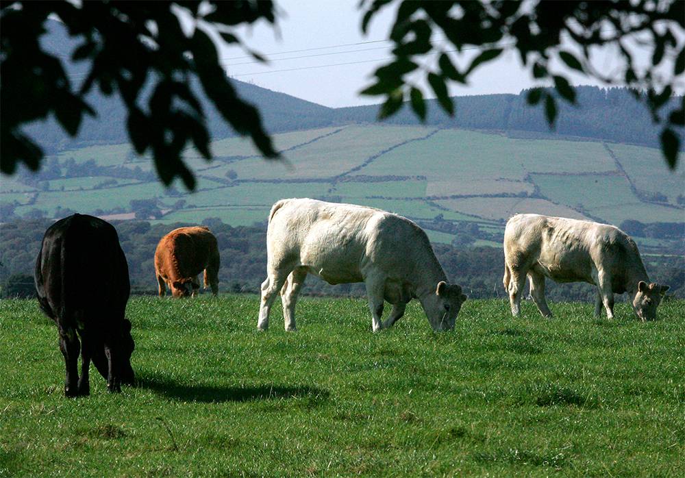 Cows in a pasture