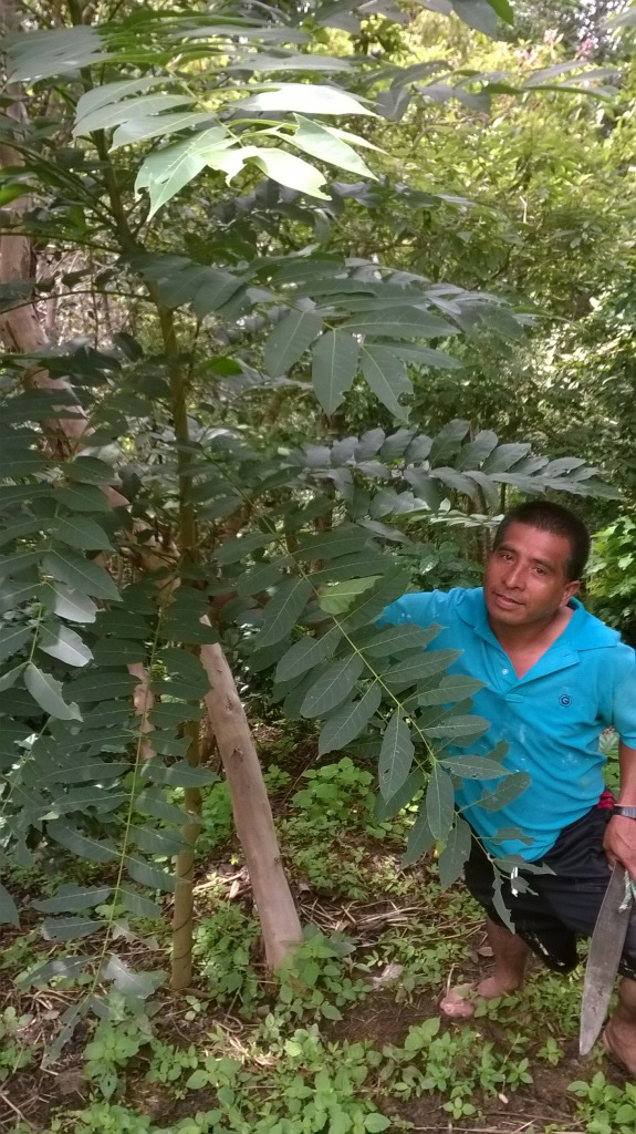 Farmer with coffee plant