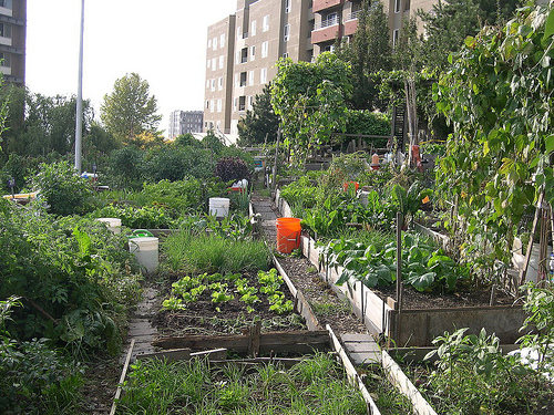 seattle-community-garden