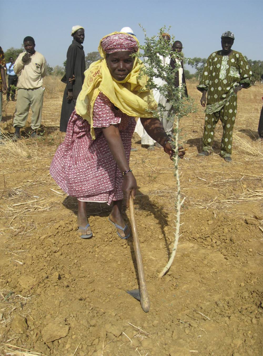 Farmer planting a tree