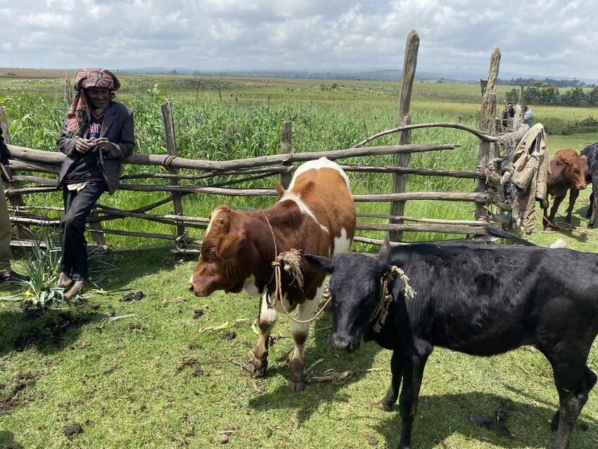 Farmer standing with cows