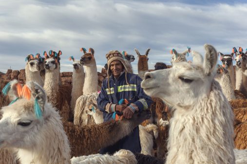 A llama camelid breeder in Bolivia.
