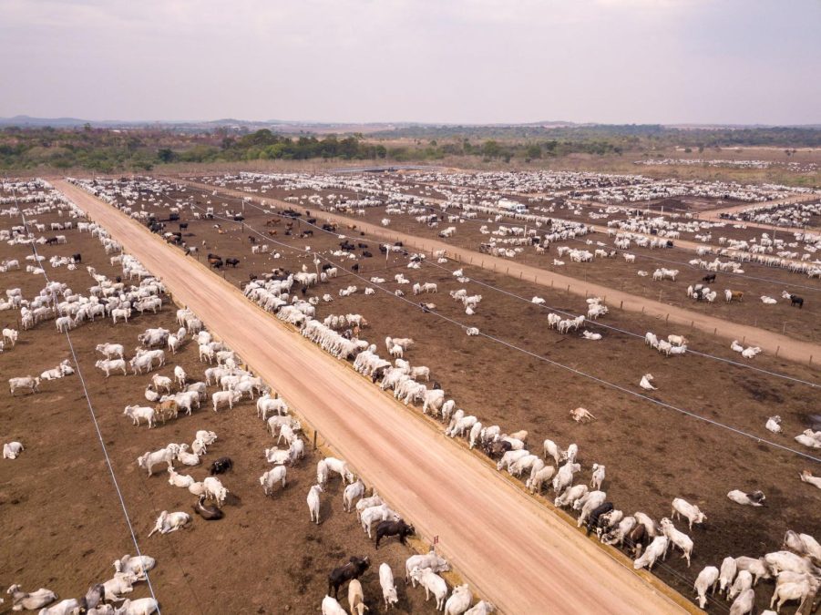 Cattle pastures on a farm in Brazil