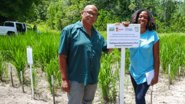 Rice farmer, Jerry Tjoe Awie and Beri Bonglim Tambam at Santigron, the second multiplication site of the BOLD project in Suriname.