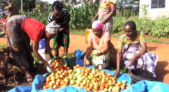 Female farmers harvesting tomatoes