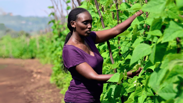 Youth employment opportunities in agrifood systems