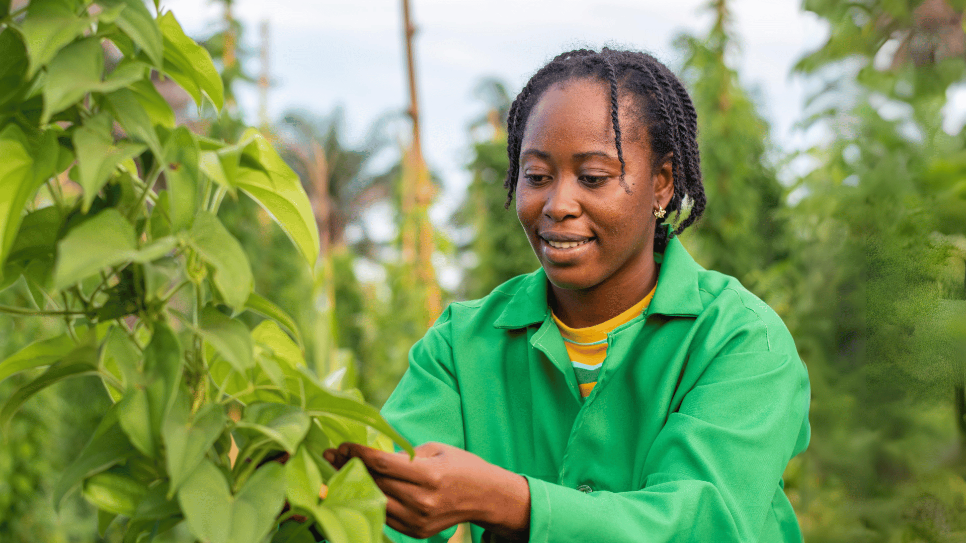 African Food Systems Transformation & Climate-Smart Agriculture