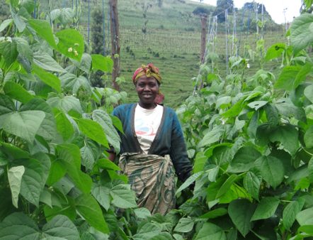 biofortified bean growth in Rwanda