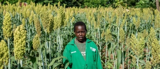 Lucia's flourishing sorghum farm after implementing regenerative agriculture