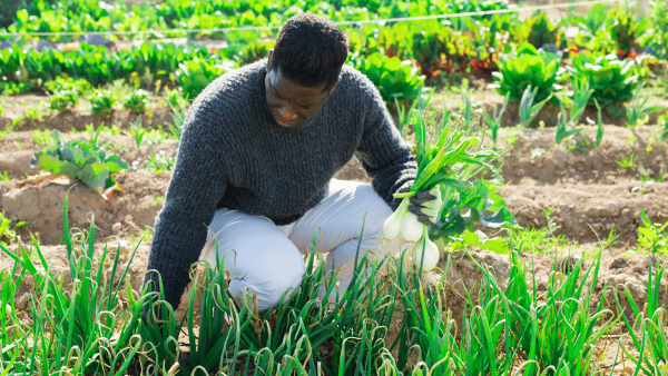 Farmer harvesting - Africa's food system