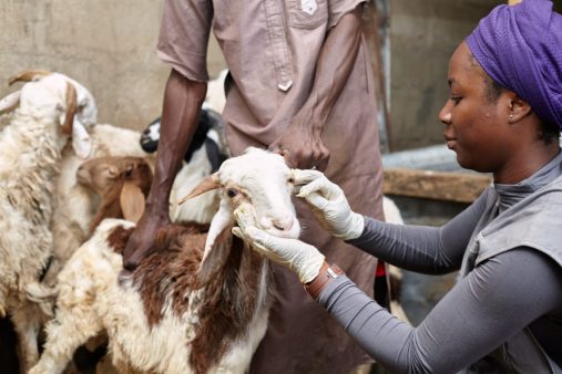 Blessing Andrew providing animal health services to livestock