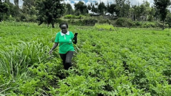 Fridah Mutua, one of the trained extension officers using VarScout digital app to measure the area of the potato field, Turi Ward, Nakuru County.