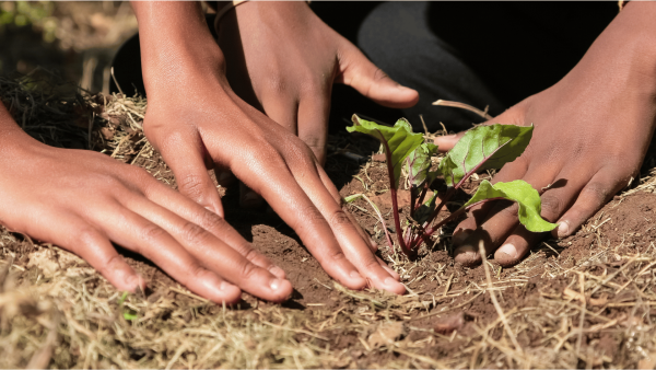 Transforming Africa’s agriculture will need more collaborations and prioritising investments in innovation and technology