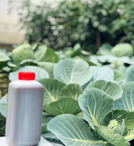 How Integrated Nutrient Management Bridges Sustainable Farming
