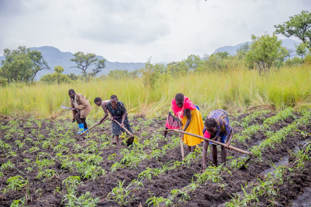 The CanOpwonya youth group tending to tomato plants grown on ridges.